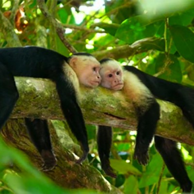 monkey_tour monkey_tour