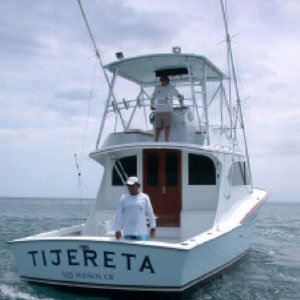 tijereta tijereta
