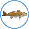 Redfish