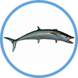 Catch Kingfish on Clearwater Fishing Charters