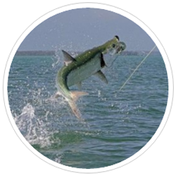 Tarpon Season