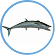 Catch Kingfish on Clearwater Offshore Fishing Charters