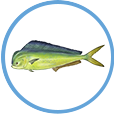 Mahi