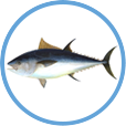 Tuna