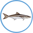 Cobia