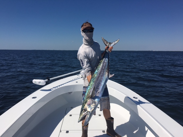 Kingfish Are Running in St Pete Beach This Fall