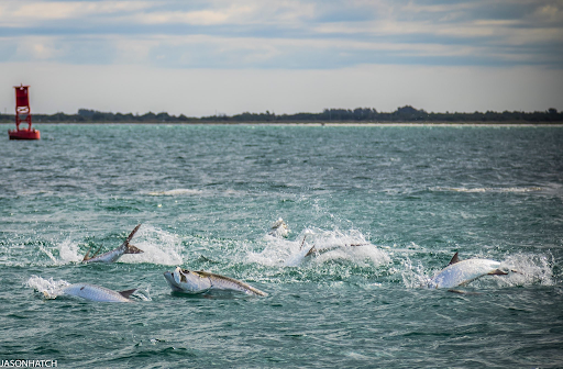 Tarpon Fishing in St. Pete Beach! Peak Season Is Here!