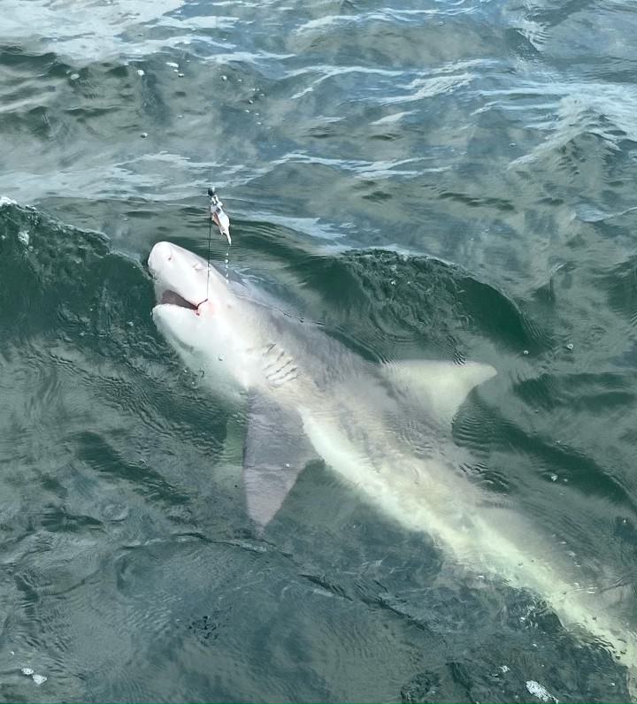 It's Shark Fishing Time in St. Pete Beach! Top Tips and Hot Spots