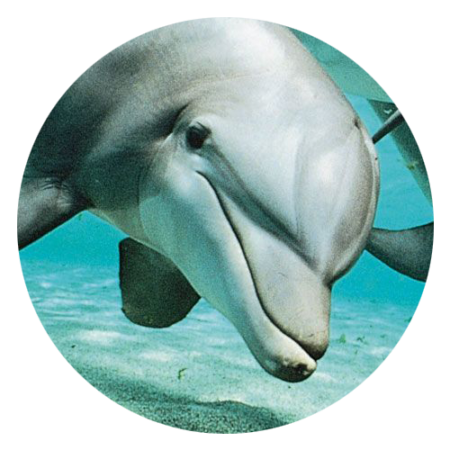 Tampa Dolphin Tours