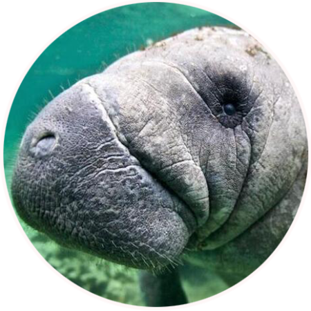 Tampa Manatee Tours